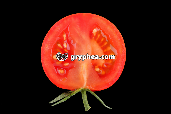 Tomate (Solanum lycopersicum) - fruit en CL  - gryphea.com